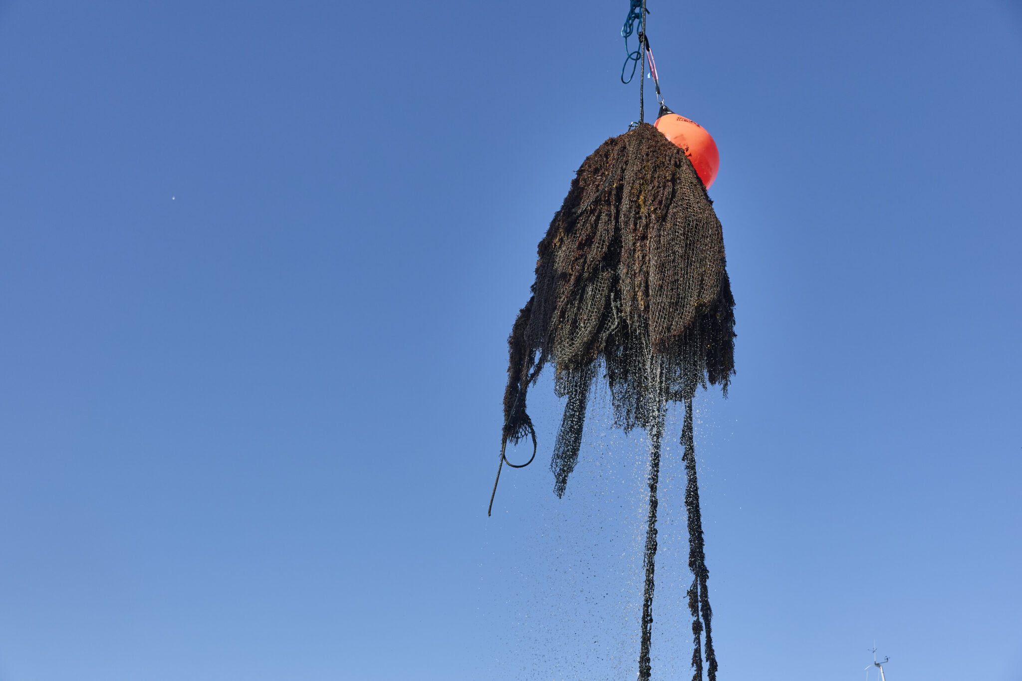 Fisk fanget i et spøgelsesnet under vandet